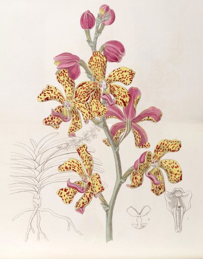 Vandopsis lissochiloides von Miss Drake